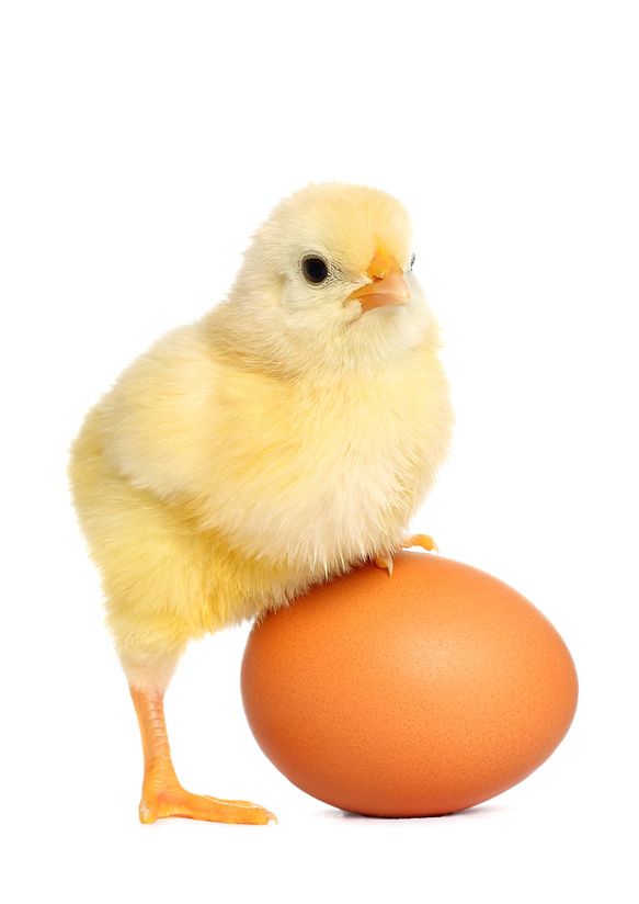 chicken-and-egg.jpg